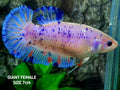 Skyblue Pink Purple Dalmation JUMBO GIANT HMPK Female