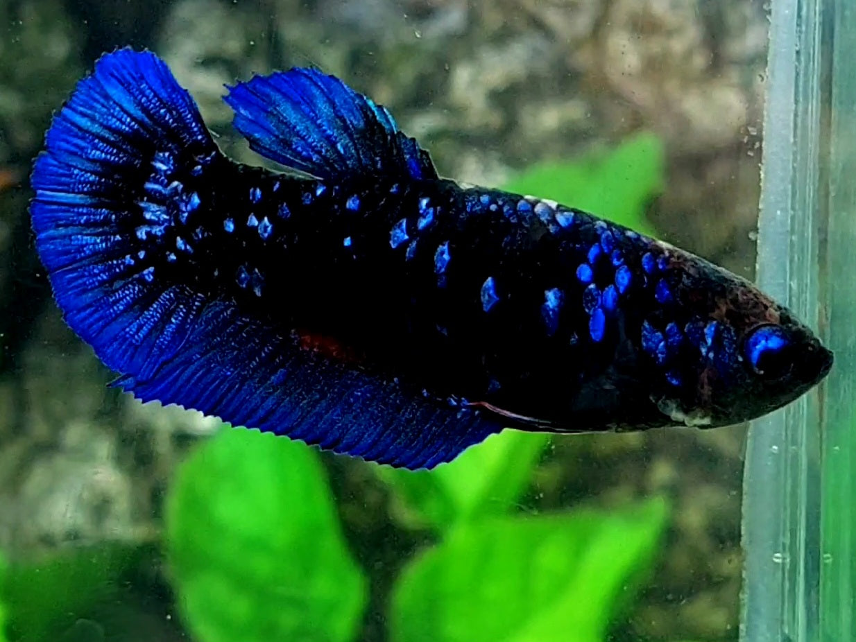 Blue Black Star HMPK Female For Sorority / Breed