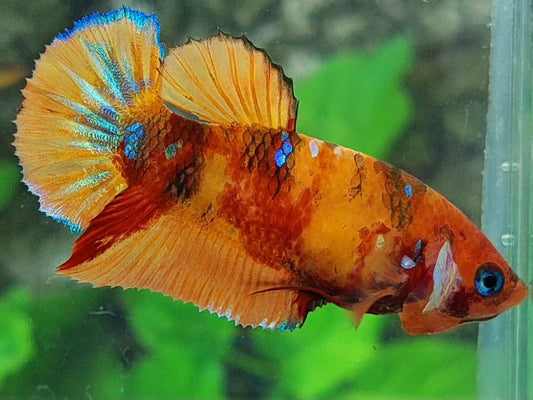Orange Nemo Koi HMPK Female For Sorority / Breed