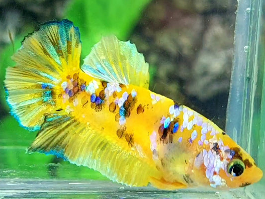 Yellow Tiger Koi Galaxy HMPK Female For Sorority / Breed