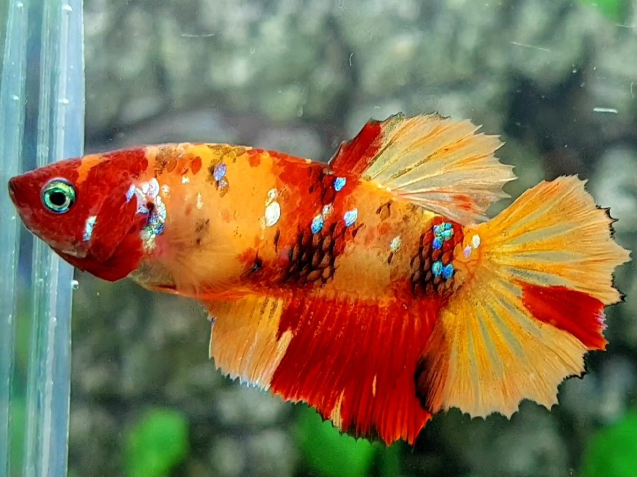 Nemo Koi Galaxy Halfmoon Female For Sorority / Breed