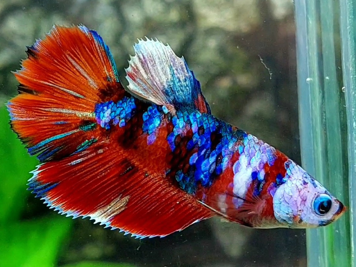 Multicolor Red Galaxy Halfmoon Female For Sorority / Breed