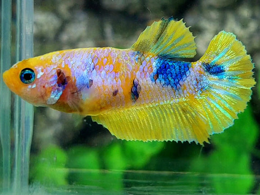 Yellow Pink Galaxy HMPK Female For Sorority / Breed