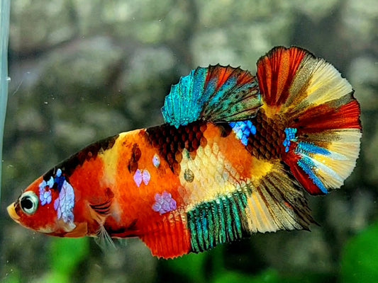 Multicolor Yellowbase Gold Galaxy HMPK Female For Sorority / Breed
