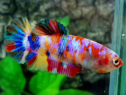 Multicolor Galaxy HMPK Female For Sorority / Breed