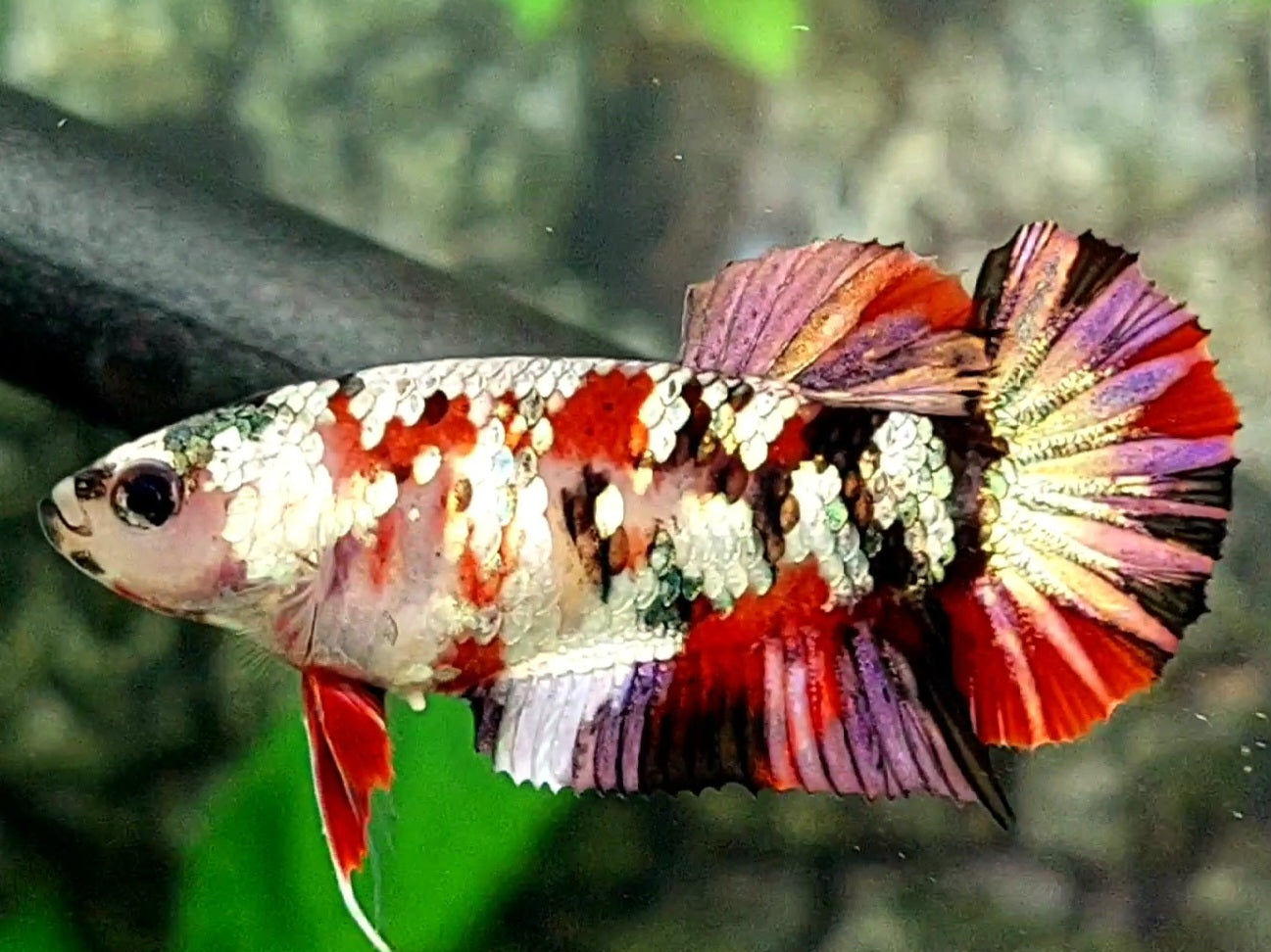 Copper Gold Koi Galaxy HMPK Female For Sorority / Breed