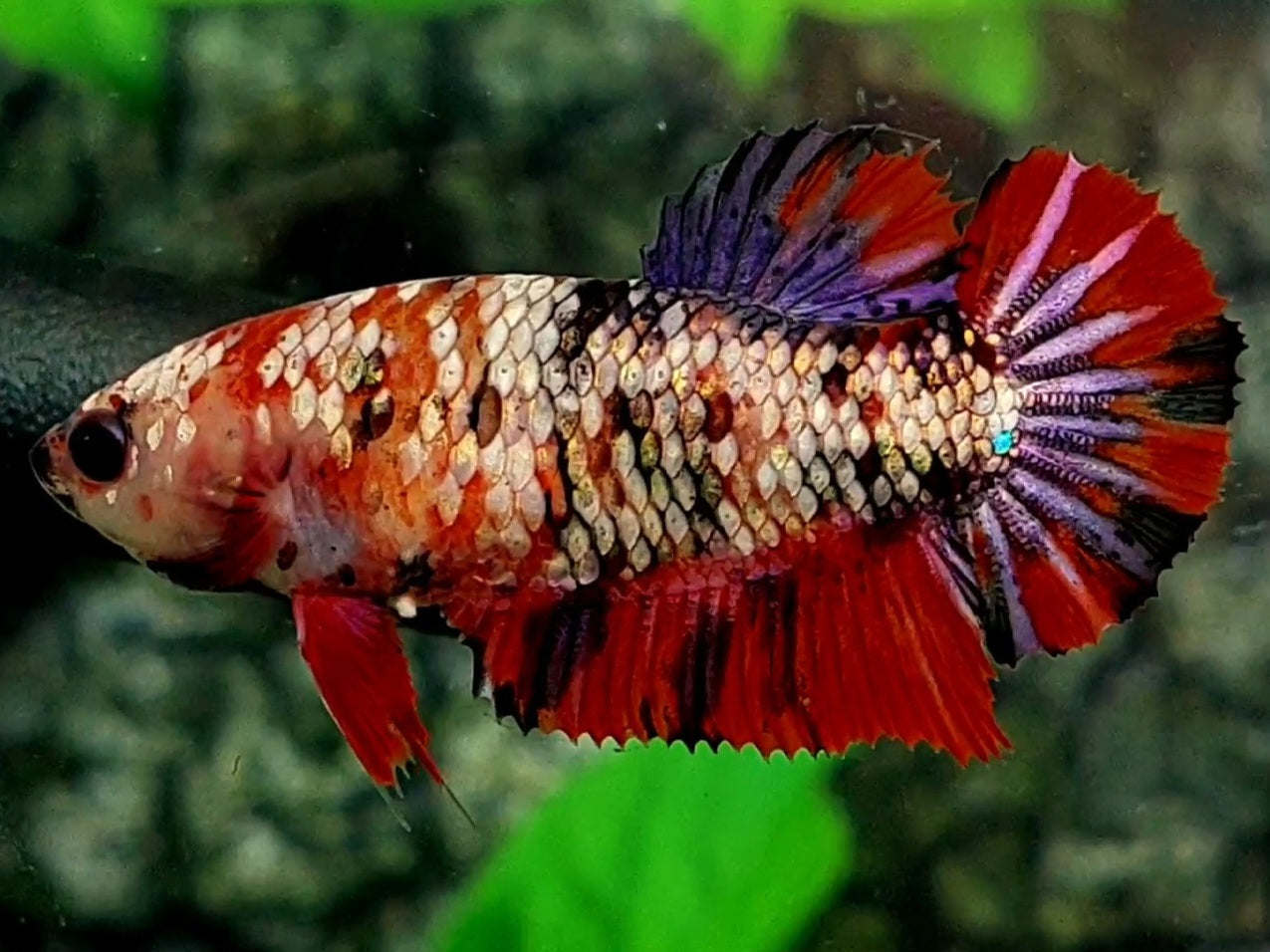 Red Koi Copper Galaxy HMPK Female For Sorority / Breed