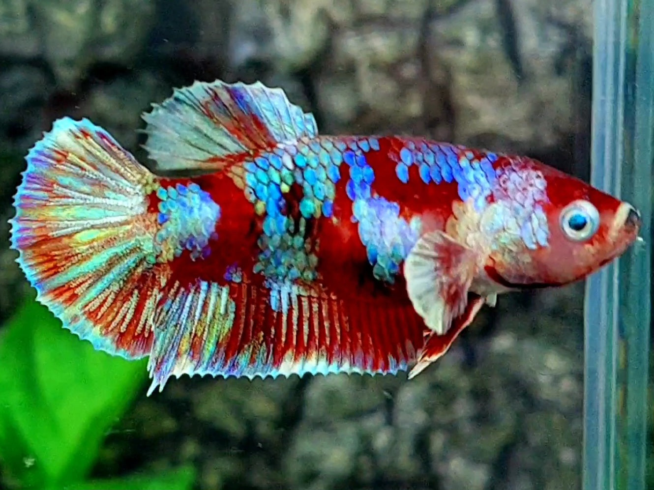 Red Barongsai HMPK Female For Sorority / Breed