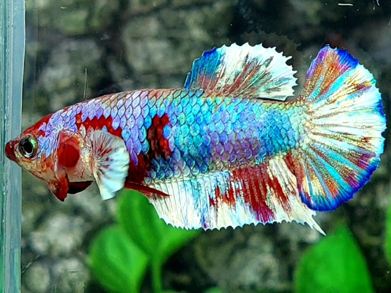 Multicolor Barongsai HMPK Female For Sorority / Breed