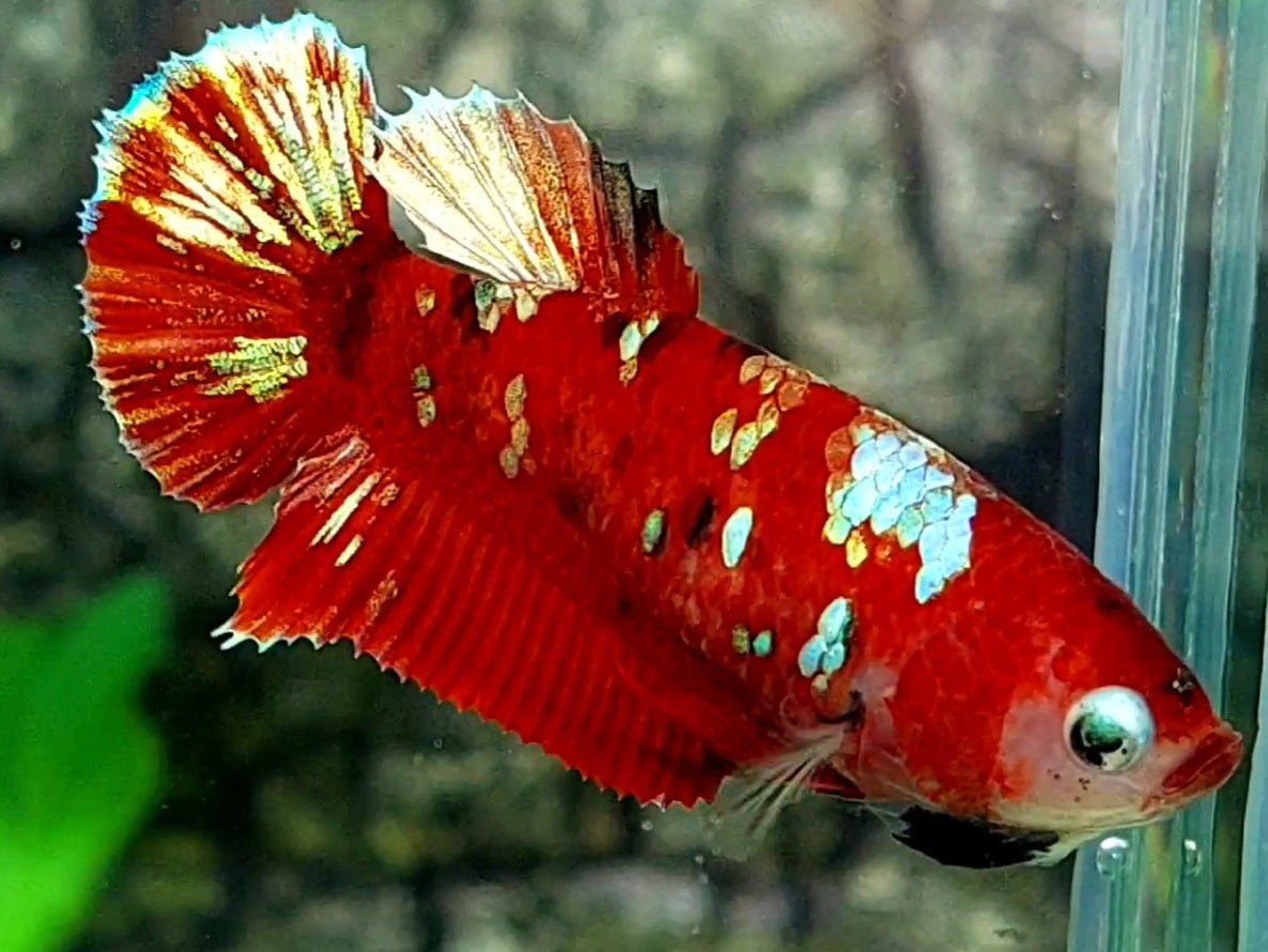 Red Gold Galaxy HMPK Female For Sorority / Breed