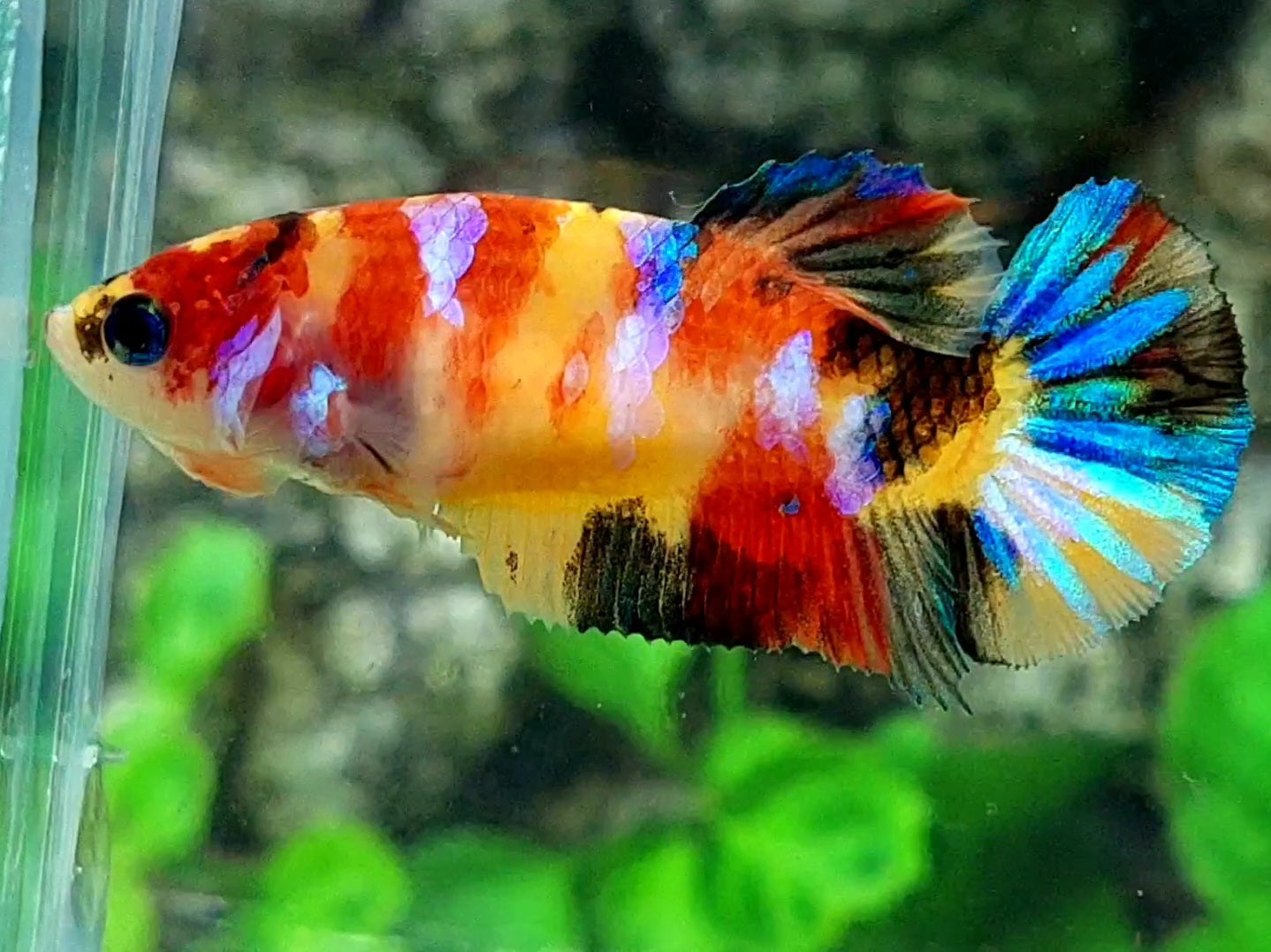 Yellowbase Multicolor Galaxy HMPK Female For Sorority / Breed