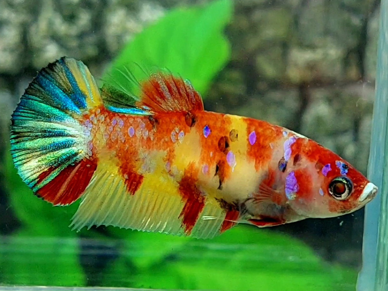 Yellowbase Multicolor Galaxy HMPK Female For Sorority / Breed