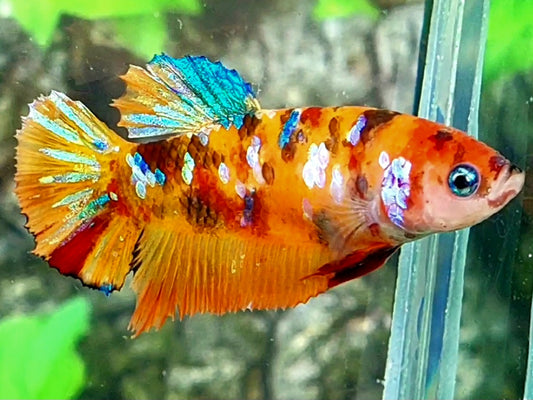 Multicolor Orange Galaxy HMPK Female For Sorority / Breed