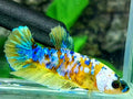 Yellow Galaxy HMPK Female For Sorority / Breed