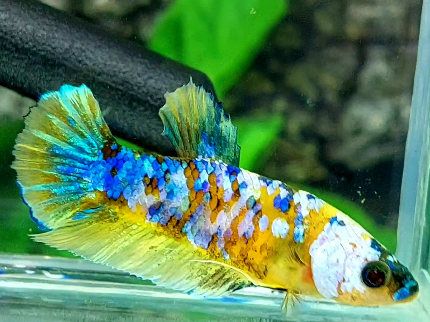 Yellow Galaxy HMPK Female For Sorority / Breed