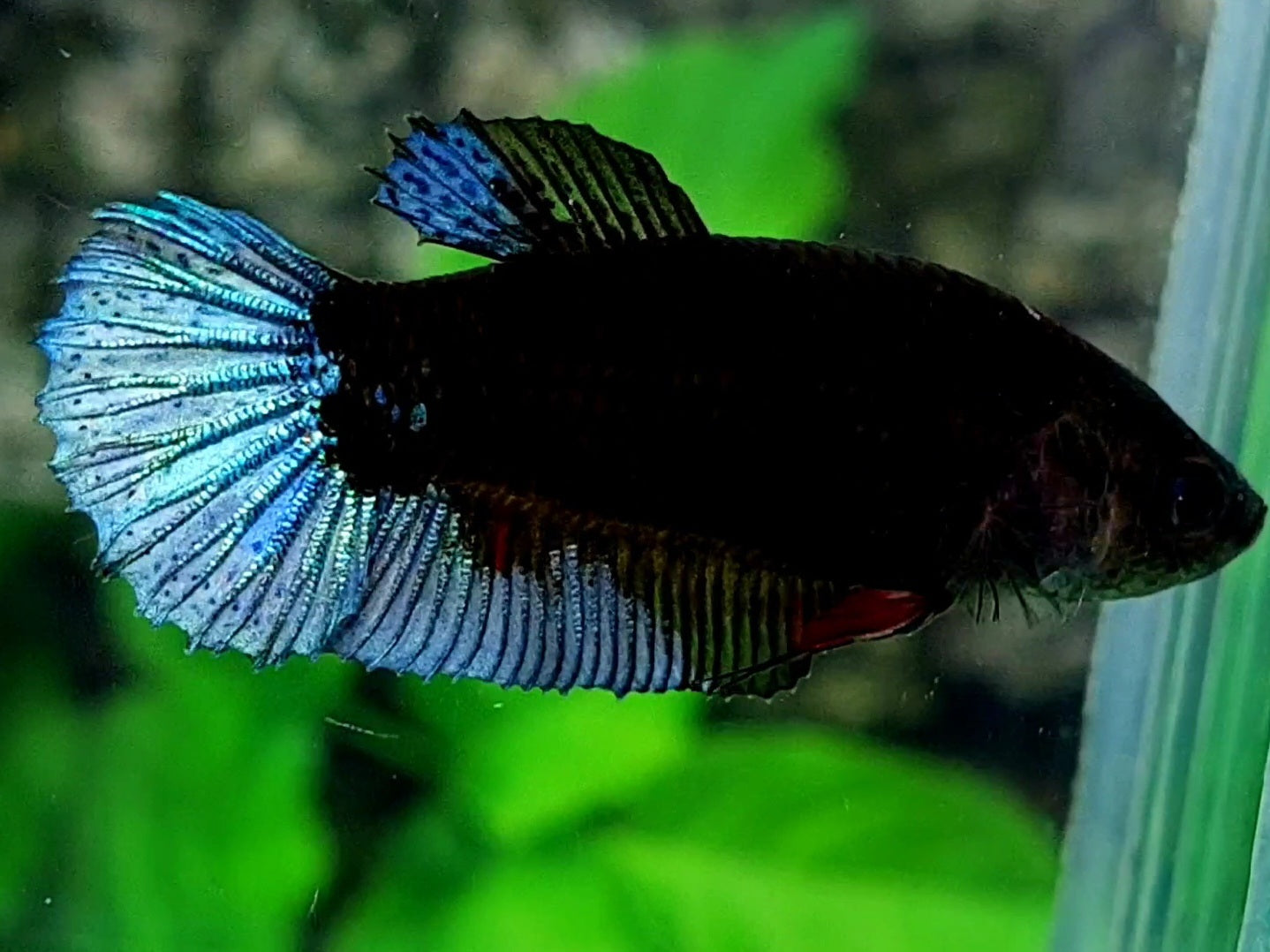 Steel Blue Black Light HMPK Female For Sorority / Breed