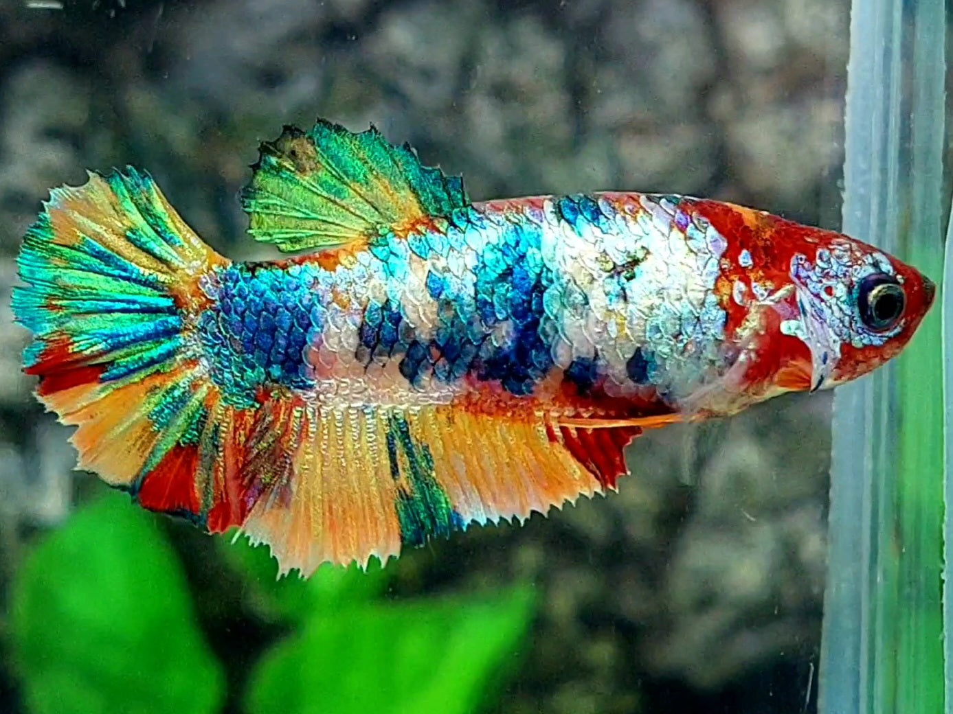 Multicolor HMPK Female For Sorority / Breed