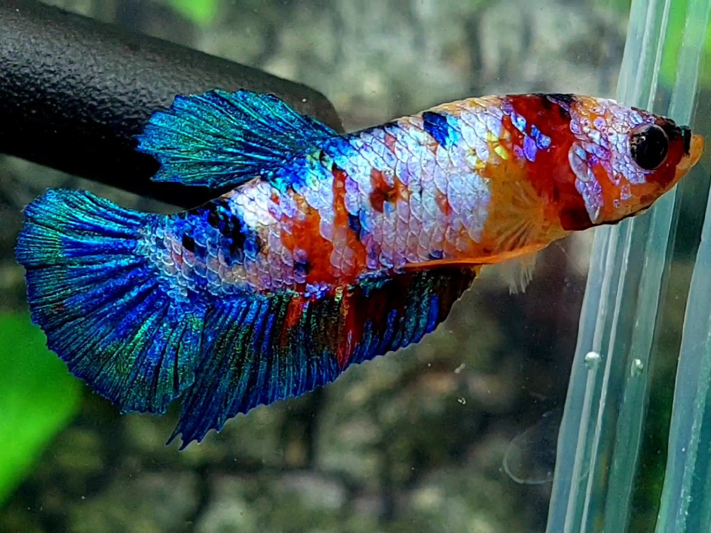 Multicolor Galaxy HMPK Female For Sorority / Breed