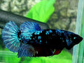Avatar Grey HMPK Female For Sorority / Breed