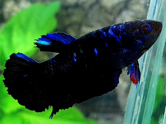 Blue Black Star HMPK Female For Sorority / Breed