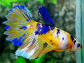 Yellow Blue Koi Galaxy Halfmoon Female For Sorority / Breed