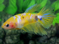 Yellow Pink Galaxy Halfmoon Female For Sorority / Breed