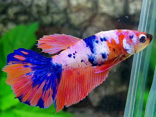 Multicolor Pink Candy Halfmoon Female For Sorority / Breed