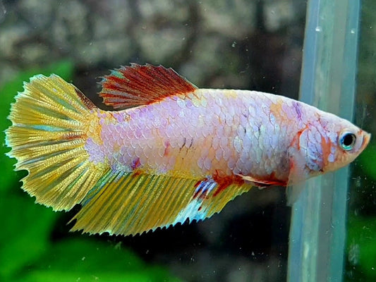 Multicolor Pink Gold Halfmoon Female For Sorority / Breed