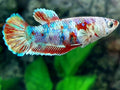 Red Barongsai HMPK Female For Sorority / Breed
