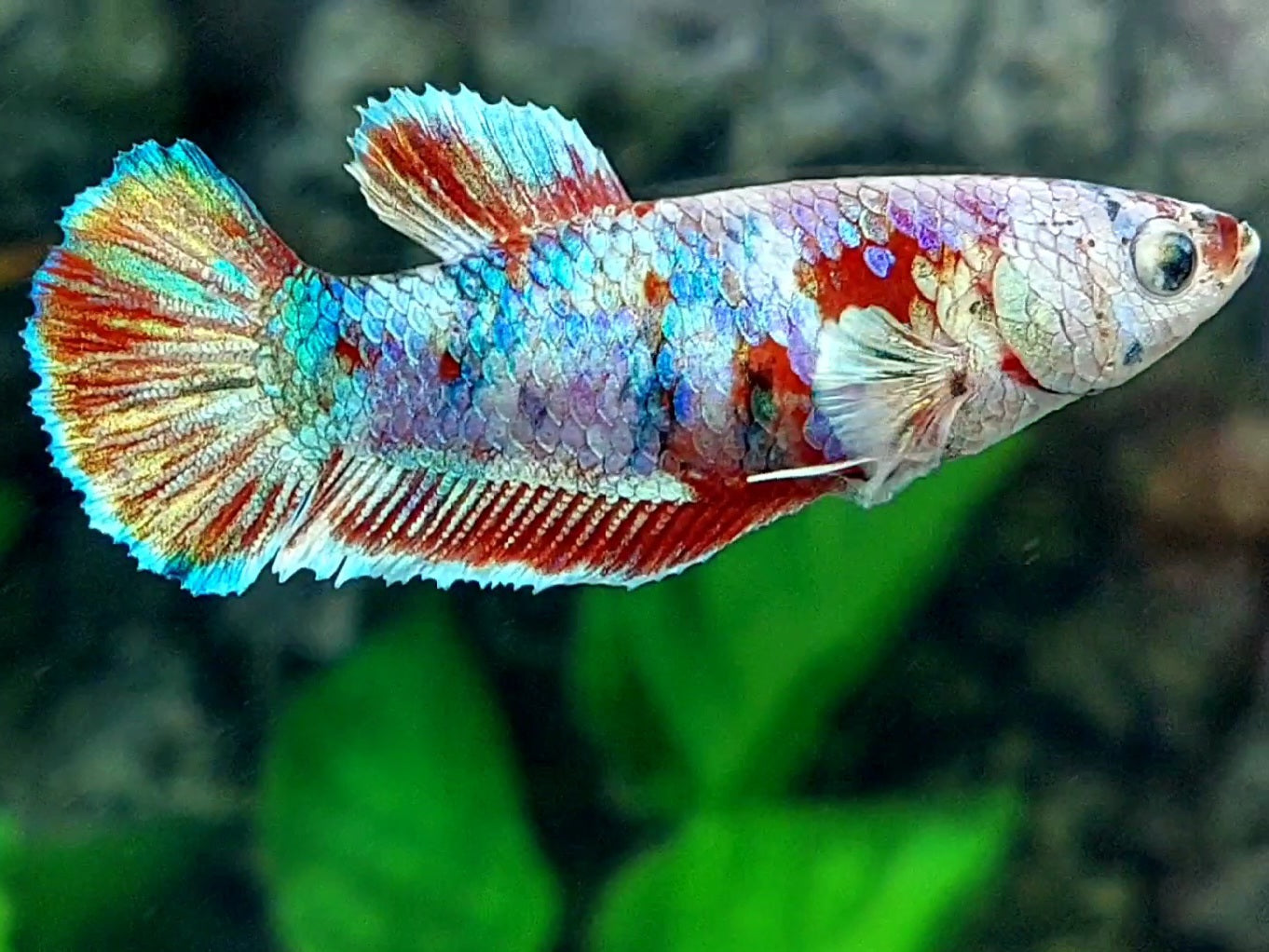 Red Barongsai HMPK Female For Sorority / Breed