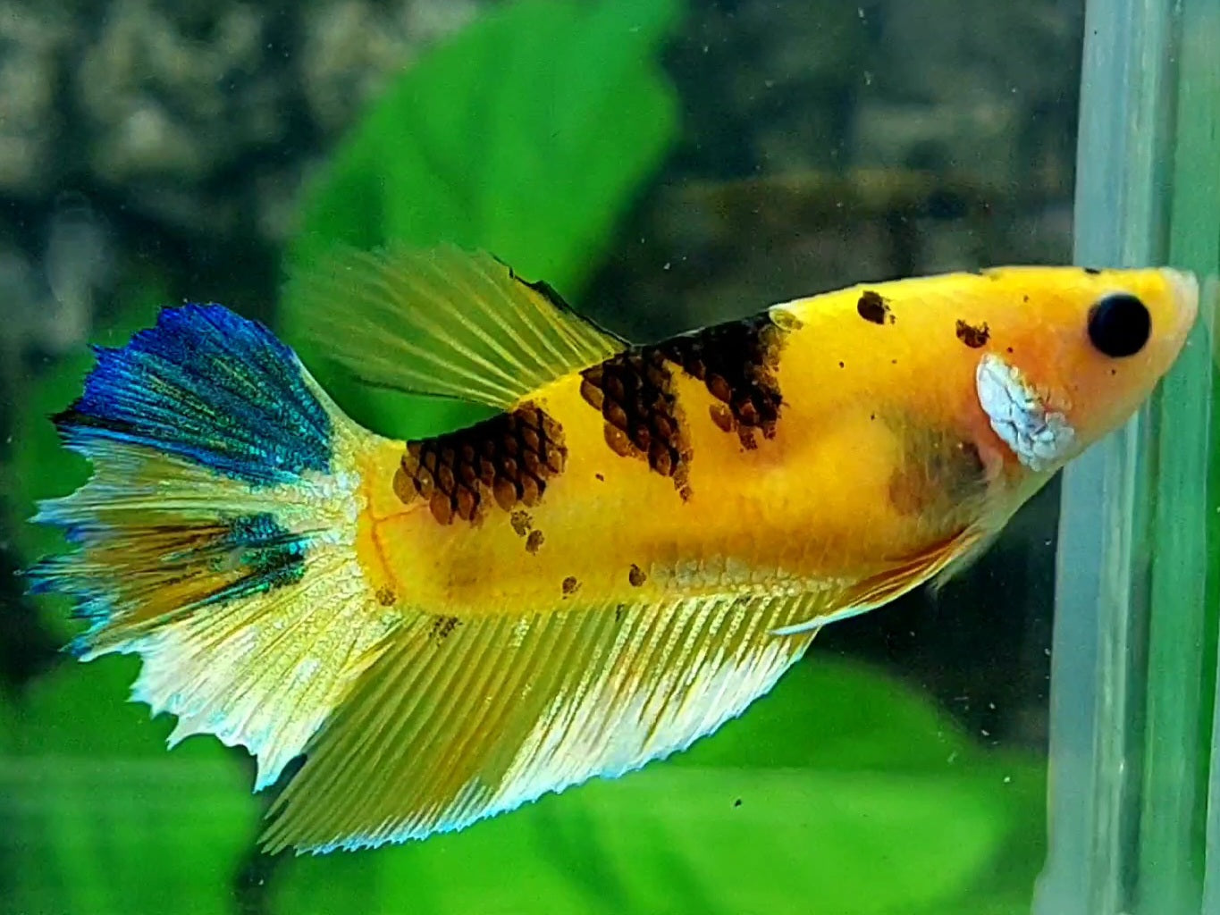 Yellow Koi Tiger Halfmoon Female For Sorority / Breed
