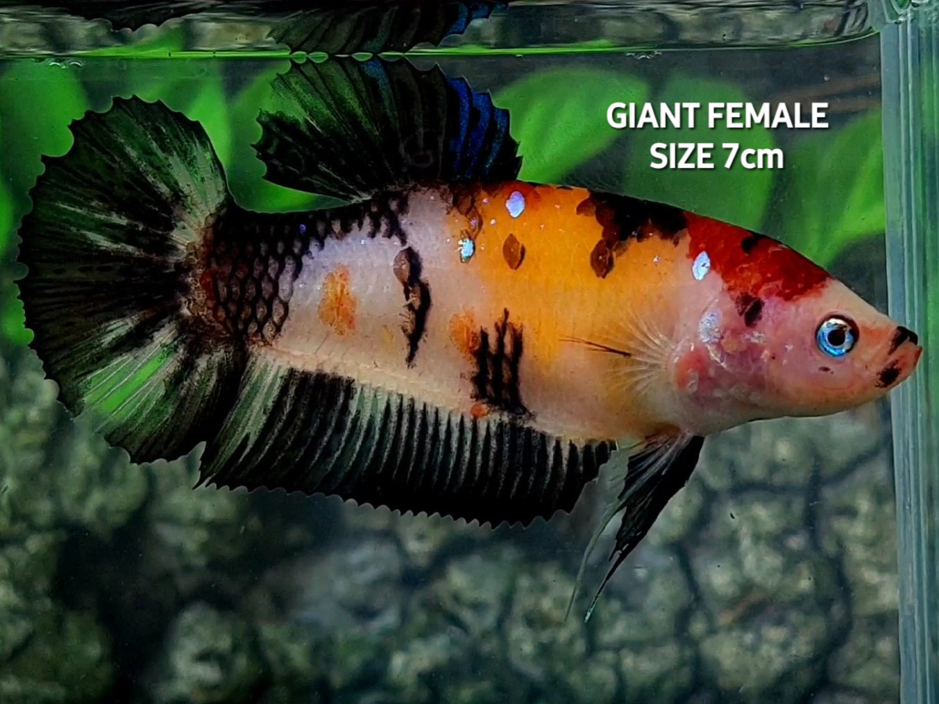 Classic Black Koi JUMBO GIANT HMPK Female