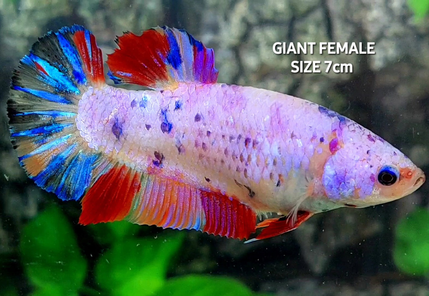 Multicolor Pink Purple Candy JUMBO GIANT HMPK Female