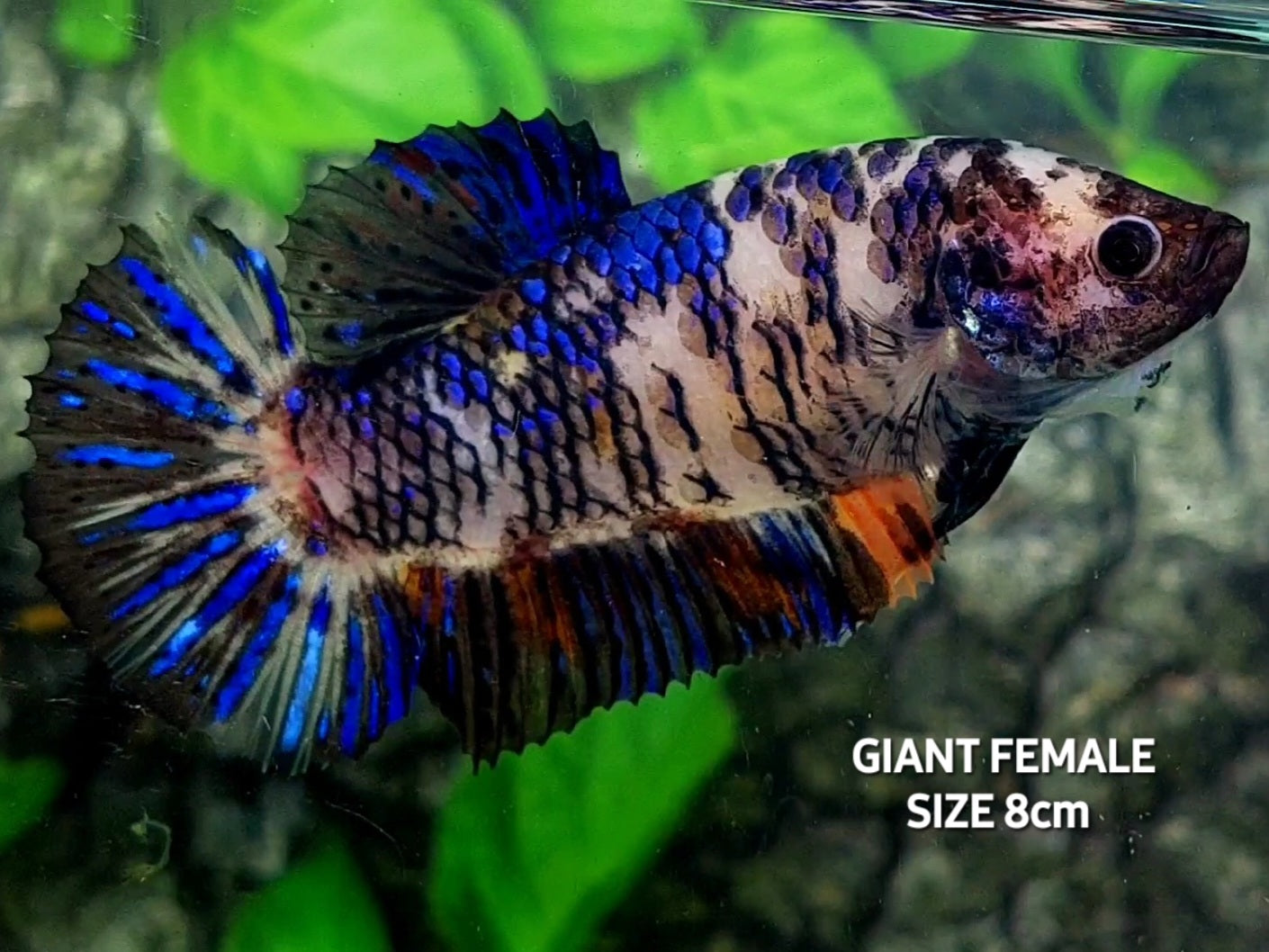 Black Koi Tiger JUMBO GIANT HMPK Female