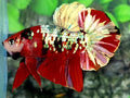 Red Koi Copper Gold Galaxy HMPK Male