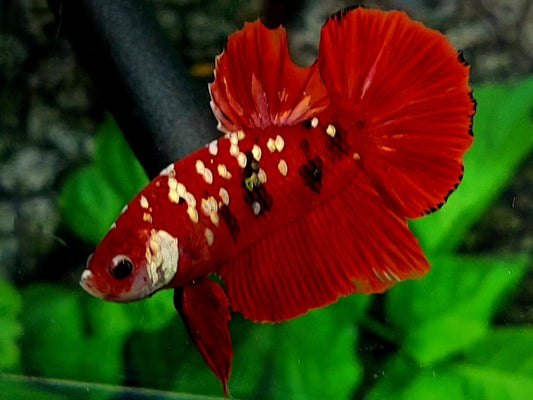 Red Tiger Gold Galaxy HMPK Male