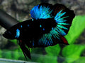 Blackstar Galaxy HMPK Male