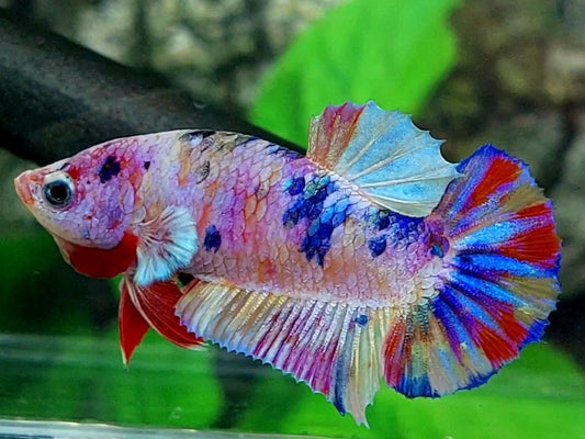 Multicolor Pink Candy HMPK Female For Sorority / Breed