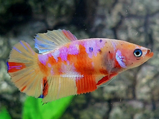 Multicolor Yellowbase Pink Galaxy  HMPK Female For Sorority / Breed