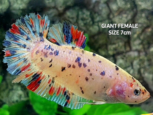 Multicolor Dalmation JUMBO GIANT HMPK Female