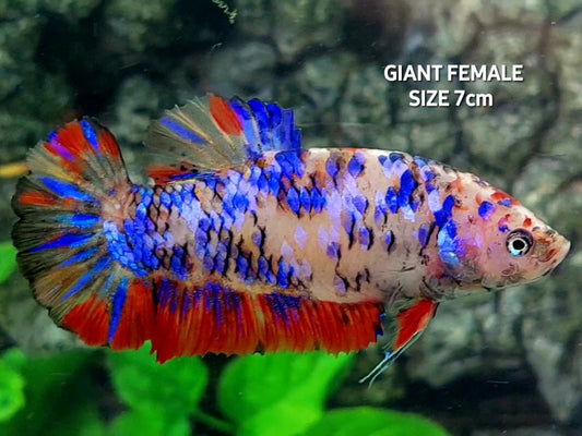 Multicolor Galaxy JUMBO GIANT HMPK Female