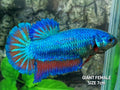 Turquoise Red Butterfly JUMBO GIANT HMPK Female
