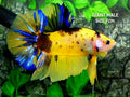Yellow Tiger JUMBO GIANT HMPK Male