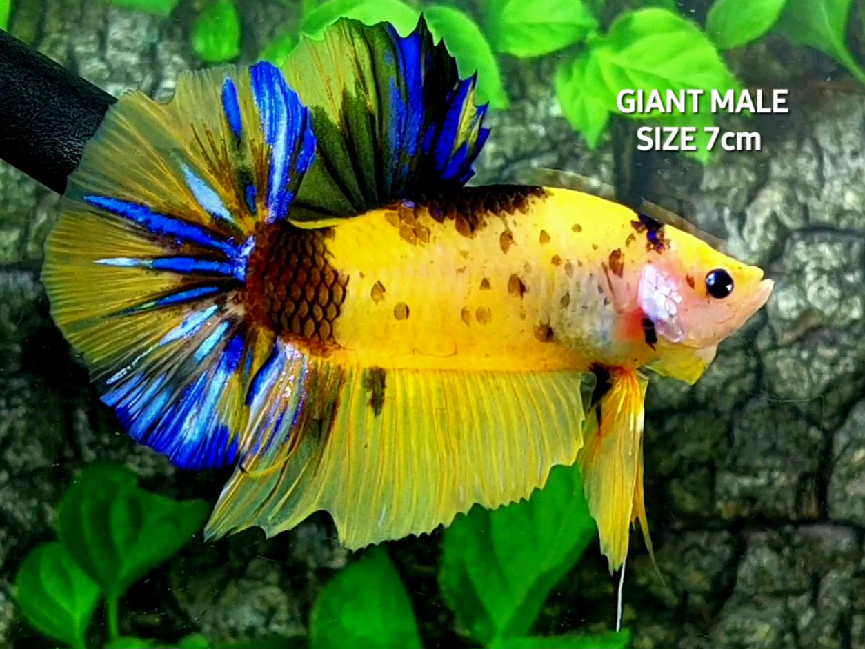 Yellow Tiger JUMBO GIANT HMPK Male