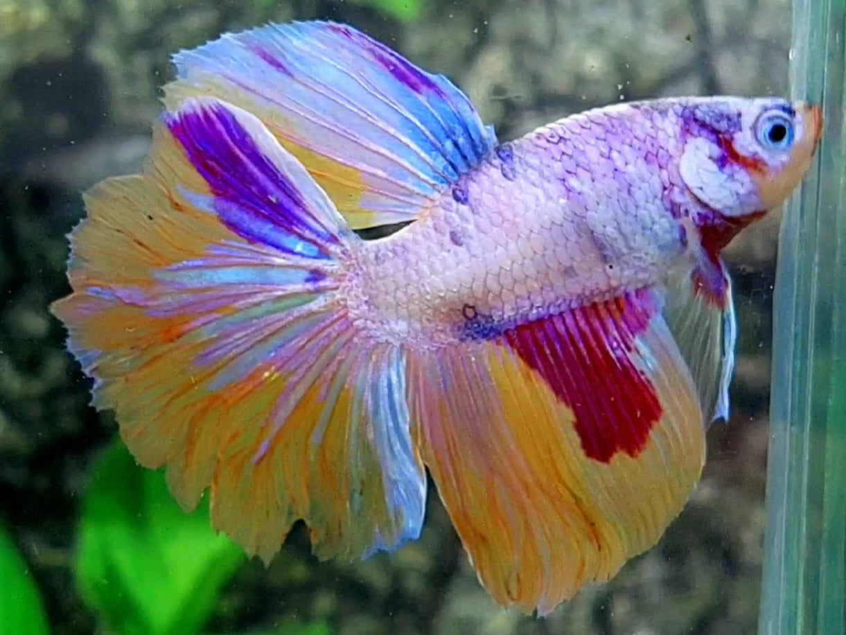 Multicolor Pink Purple Candy Rosetail Halfmoon Male