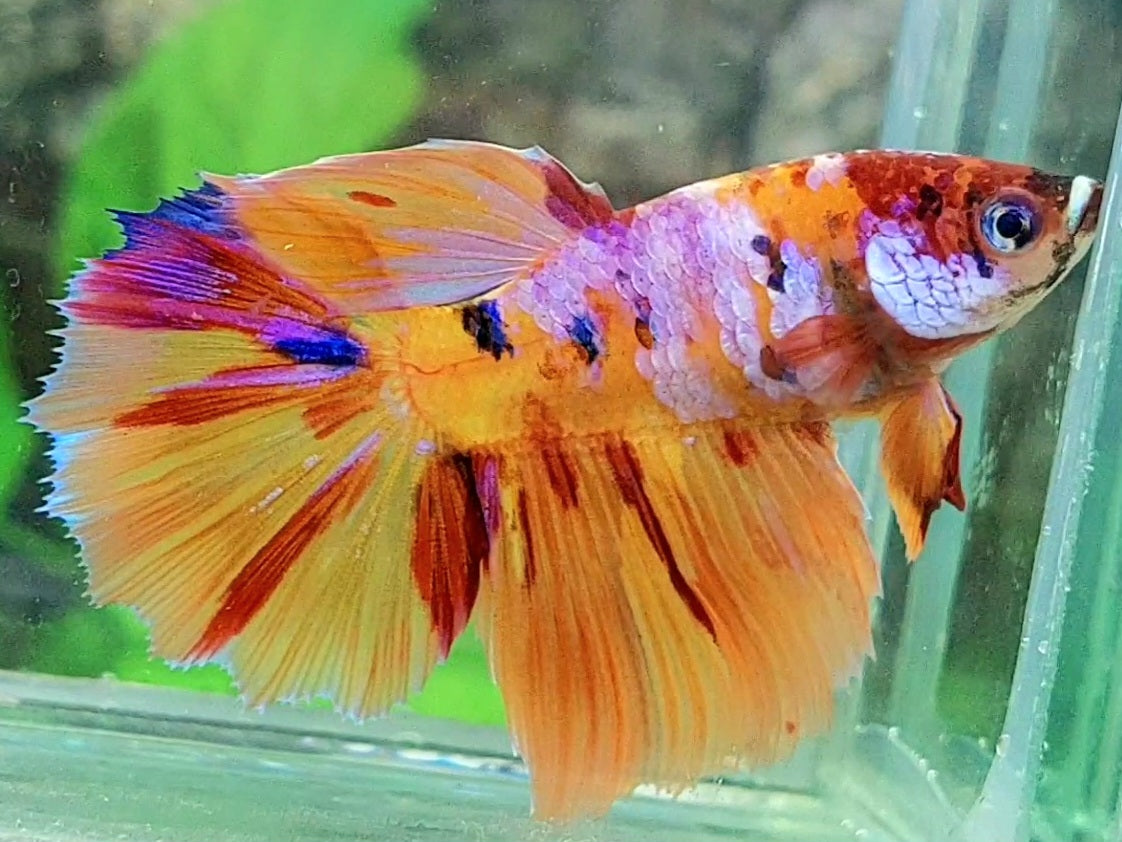Yellowbase Leopard Pink Galaxy Halfmoon Female For Sorority / Breed