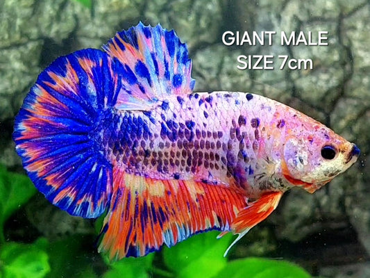 Multicolor Pink Candy JUMBO GIANT HMPK Male