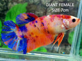 Multicolor Candy Galaxy JUMBO GIANT HMPK Female