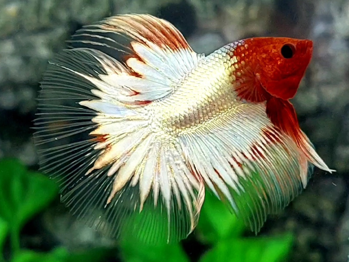Orange Head White Copper Fancy Butterfly Halfmoon Male