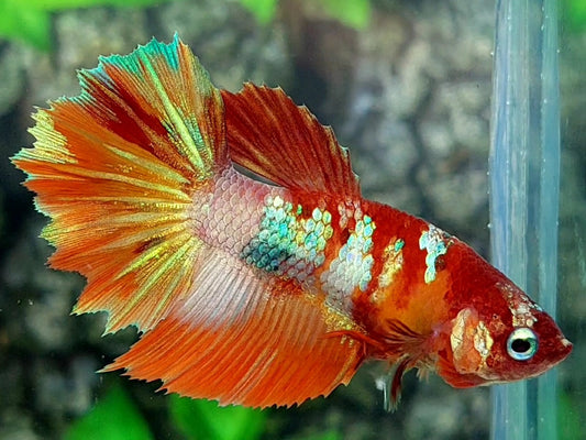 Multicolor Candy Gold Galaxy Halfmoon Female For Sorority / Breed